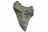 Serrated, Fossil Megalodon Tooth - South Carolina #368414-1